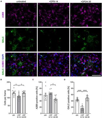 Corrigendum: Polysialic acid promotes remyelination in cerebellar slice cultures by Siglec-E-dependent modulation of microglia polarization